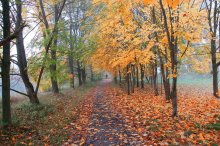 Avenues of Herbst ... / ***