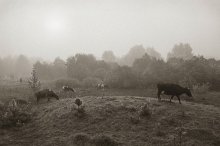 Kühe und Wladimir im Nebel / ***