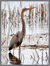 Redhead oder kaiserlichen Reiher / ***