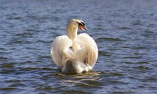 Two-Headed Swan / ***