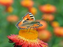 Schmetterling / ***