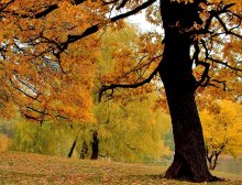 Goldener Herbst / ***