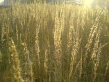 Goldener Herbst / ***