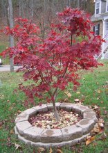 Herbst / ***