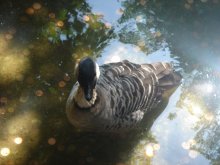 Goldene Ente / ***