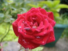 Nach dem Regen / ***