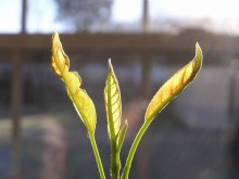 Neues Leben / ***