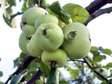 Apple Jahr. / ***