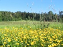 Sommer / ***
