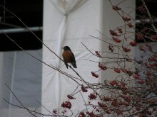Robin / ***
