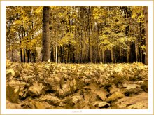 ... Goldener Herbst ... / ***