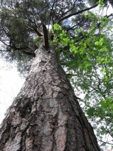 Pine / ***