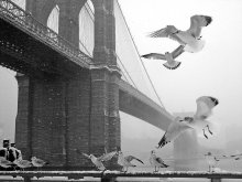Brooklyn Bridge bei Schneefall-3 / ***