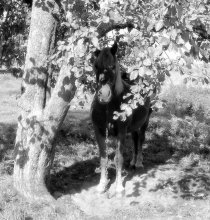 Pferd in den Schatten des Baumes. / ***