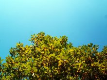 Himmel-Laub- / ***