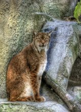 Luchs / ***