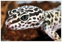 Gute Gecko / ***