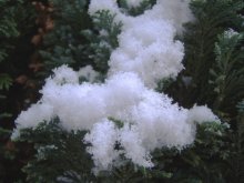 Winter Flieder ... / ***