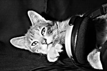 Kitty 2 / ***