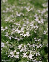 &quot;White Flowers&quot; / ***
