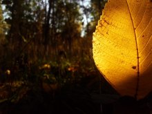 der ein Sonnenstrahl / ***