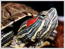 Krasnouhaya Schildkröte / ***