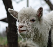 Goat's Gesicht ... / ***