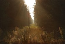 Morgen Wald, PTL / ***