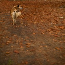 Eintritt in den Herbst / . . .