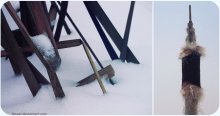 frozen reed / ***