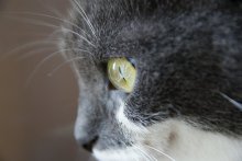 Maus / ***