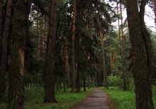 Wald nach regen / *****