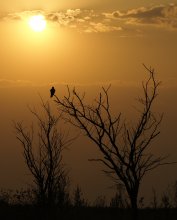 Was für eine Nacht Vogel singt, ein Sonnenuntergang in der Stille ... / ***