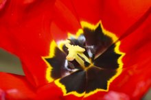 Tulip / ***