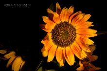 Sonnenblumen / ***