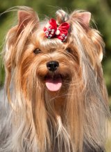 Yorkshire Terrier. / ***