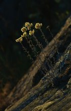 Und auf dem Stein wachsen die Blumen ... / ***