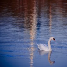 Last swan leaves home / ***