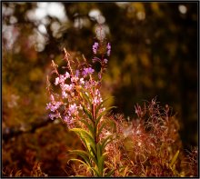 Herbst / ***