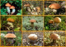 Herbst Geschenke! / ***