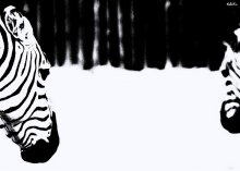 Einmal Zebra, zwei Zebras / ***