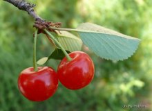 Chereshenka / ***