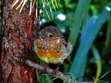 Zaryanko / Erithacus rubecula