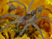 Große schwimmfähig Spinne / Dolomedes plantarius