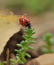 Nur Ladybird ... / ***