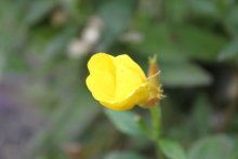 Blume / ***