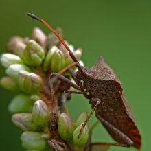 Wanze Kraevik Sauerampfer / Coreus marginatus