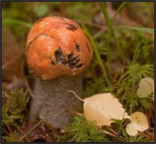 Was ist der Herbst Farbe? / ***