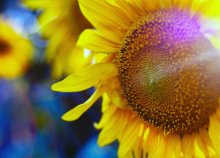 Solnuhi. / ***