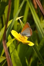 Schmetterling / ***